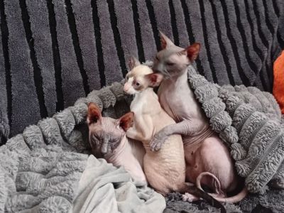 Lena Berezansky. Груминг - Стрижка - Вычес - Гигиена